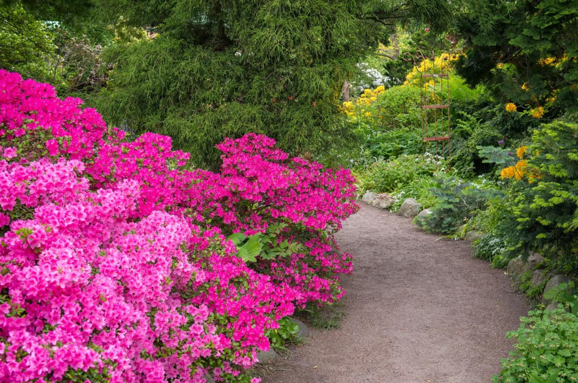 Azaleas Blooming in Fall